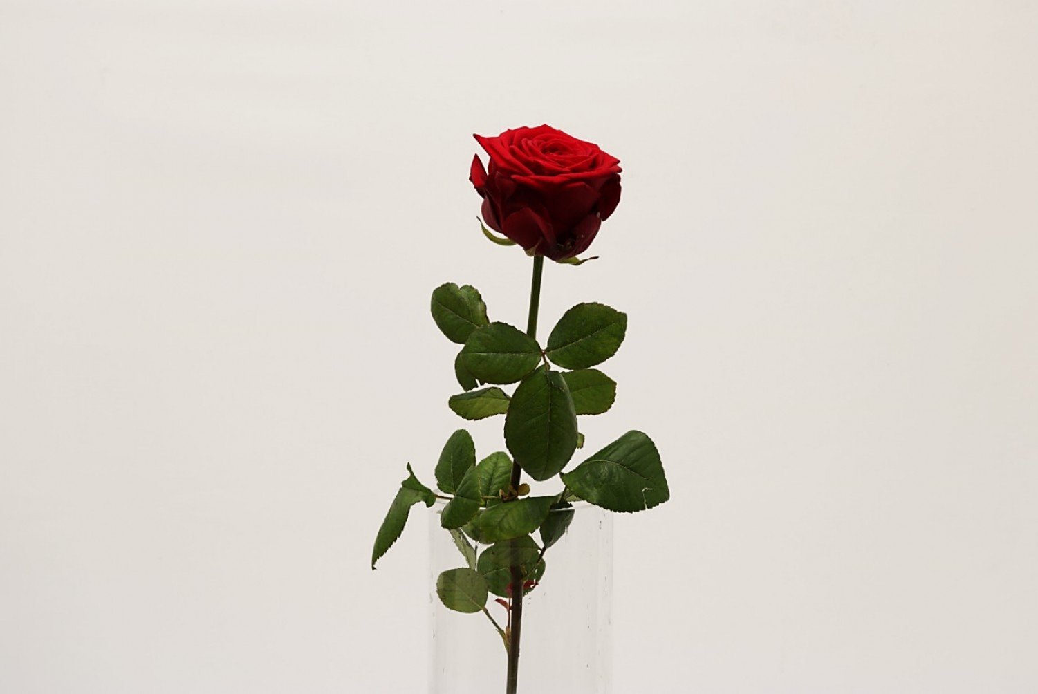 Punainen pitkä ruusu