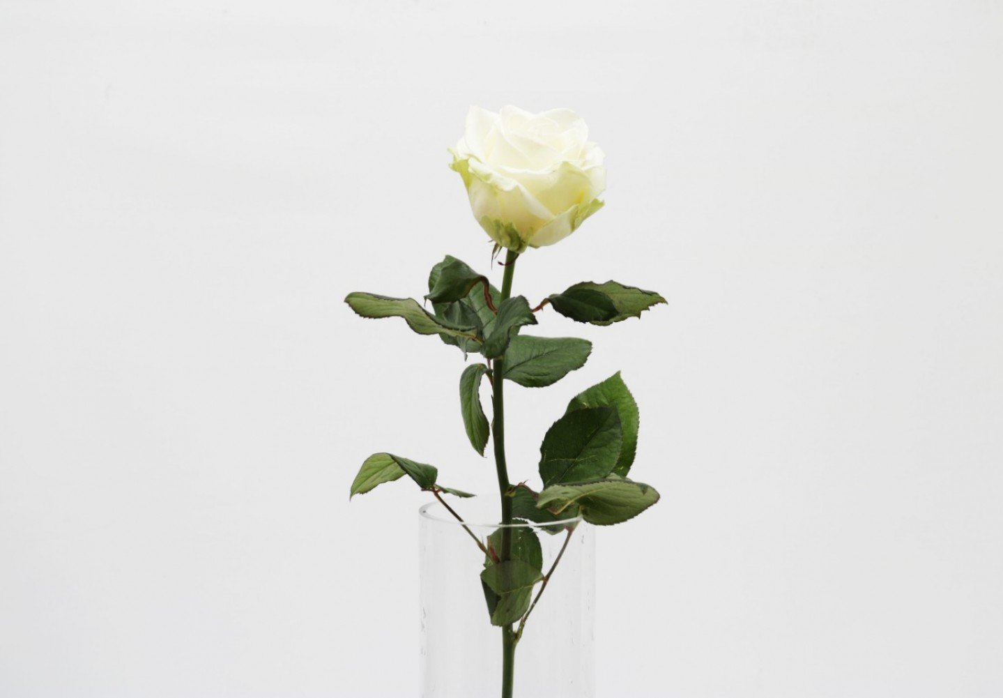 Valkoinen pitkä ruusu